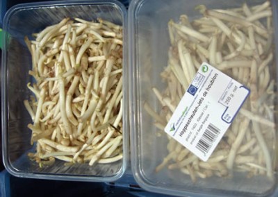 Hoppescheuten