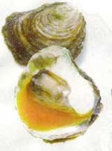 Zeeuwse oesters met mango en mierikswortel