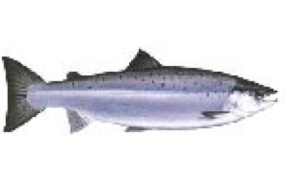 Spinazie timbaaltjes met zalm