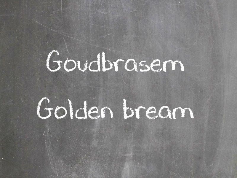 Goudbrasem