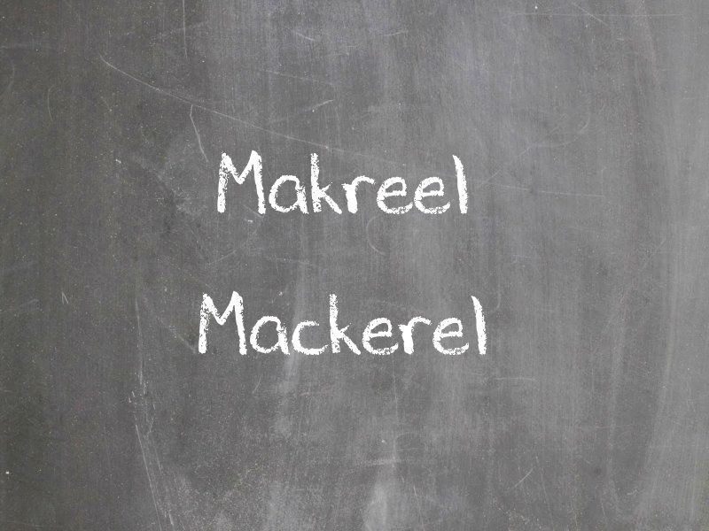 Makreel