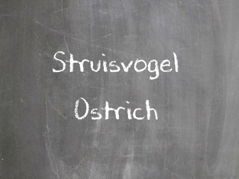 Struisvogel