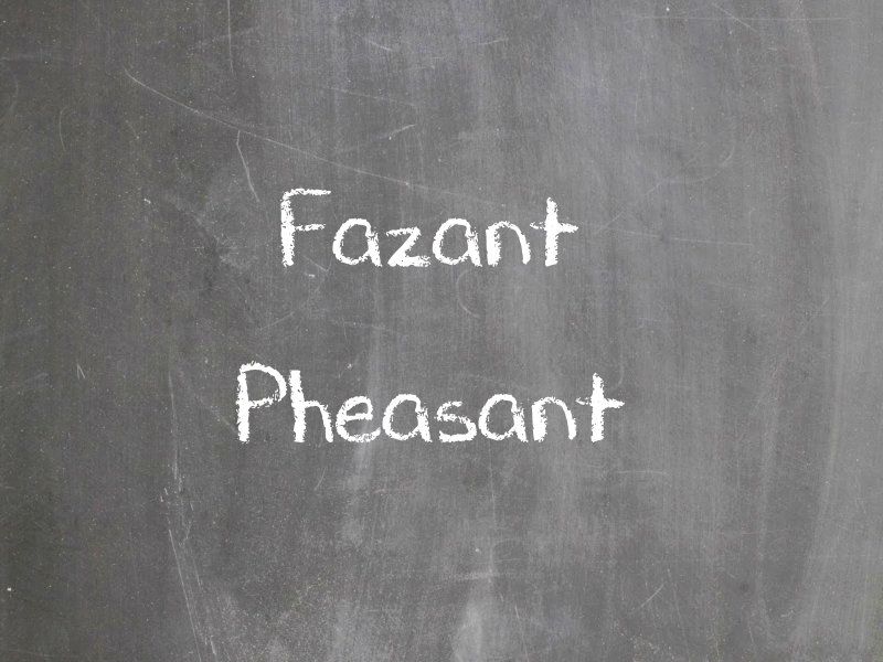 Fazant