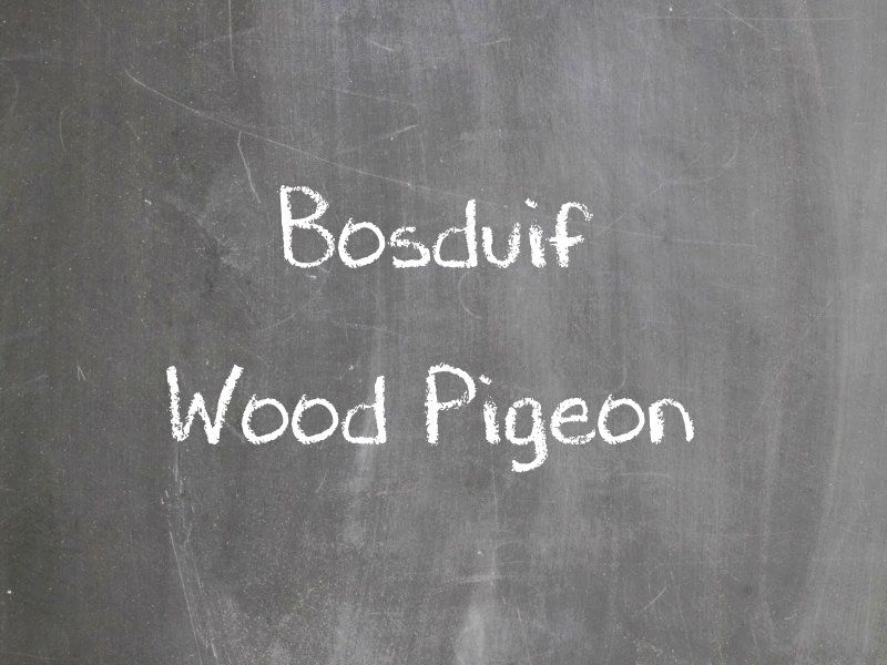 Bosduif