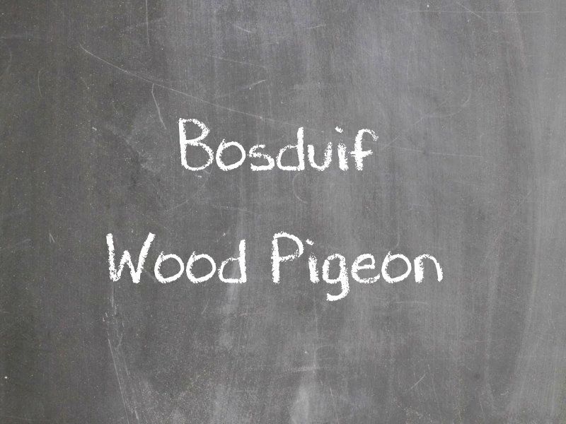 Bosduif