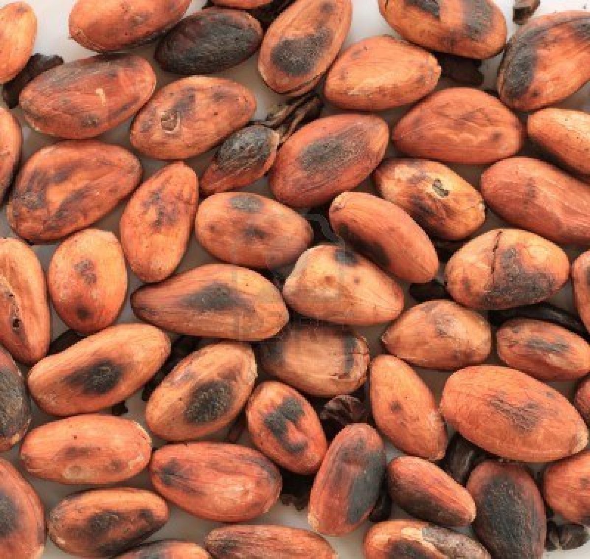 cacaobonen geroosterd